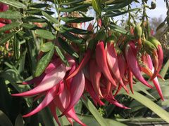 Clianthus puniceus