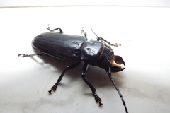 Mallodon
