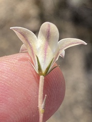 Wahlenbergia ecklonii