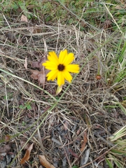 Coreopsis leavenworthii