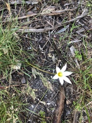 Romulea flava