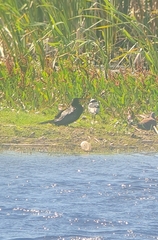 Microcarbo africanus