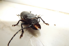 Mallodon