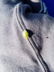 Chlorochroa uhleri