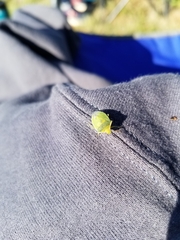 Chlorochroa uhleri