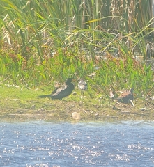 Microcarbo africanus