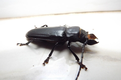 Mallodon