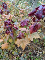 Ribes rubrum