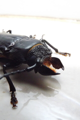 Mallodon