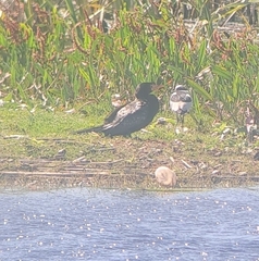 Microcarbo africanus