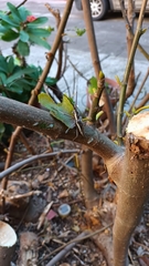 Neoptychodes trilineatus