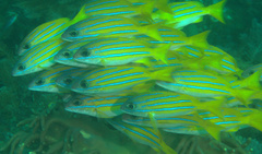 Lutjanus kasmira