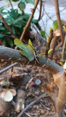 Neoptychodes trilineatus