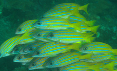 Lutjanus kasmira