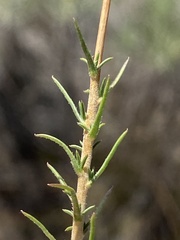 Wahlenbergia ecklonii