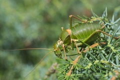 Callicrania ramburii