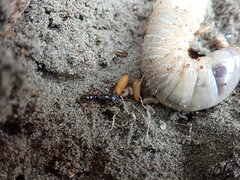 Amblyopone australis