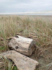 Amblyopone australis