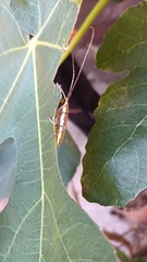 Neoptychodes trilineatus