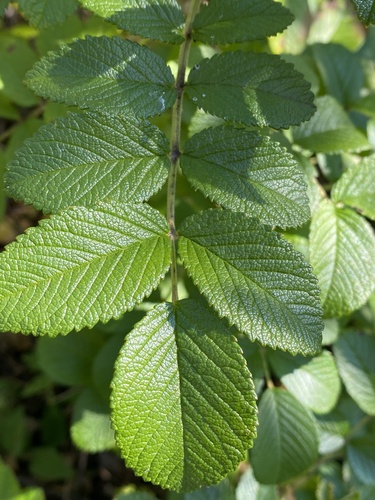 Raukšlėtalapis erškėtis nuotrauka