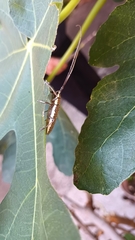 Neoptychodes trilineatus