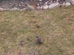 Columba guinea