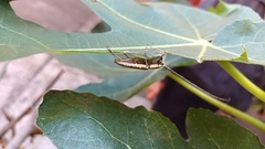 Neoptychodes trilineatus