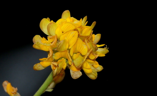 lotononis (Lotononis bainesii)