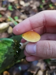 Gymnopilus penetrans