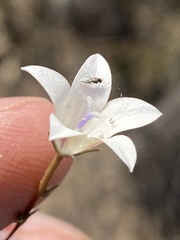Wahlenbergia ecklonii