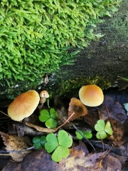 Gymnopilus penetrans