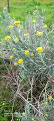 Chrysocephalum apiculatum