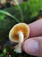 Gymnopilus penetrans