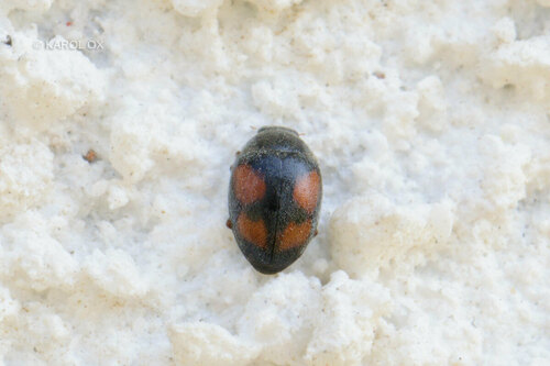 huniačik štvorškvrnný (Scymnus frontalis)