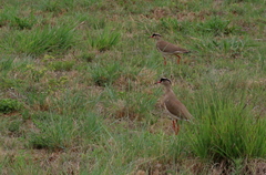 Vanellus coronatus