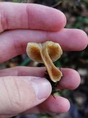 Gymnopilus penetrans