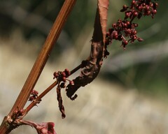 Rumex sanguineus