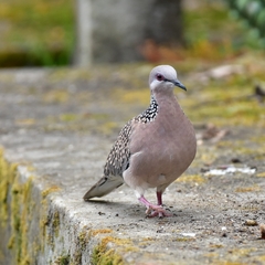 Streptopelia chinensis