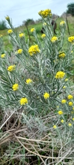 Chrysocephalum apiculatum