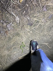 Trimeresurus stejnegeri