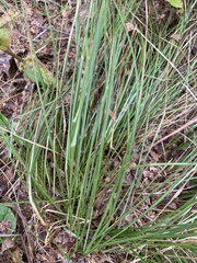 Carex virgata
