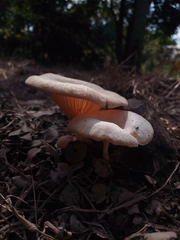 Lentinus scleropus