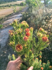 Leucadendron laxum