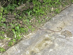 Protobothrops mucrosquamatus