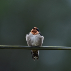 Hirundo domicola