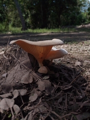 Lentinus scleropus