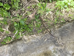 Protobothrops mucrosquamatus