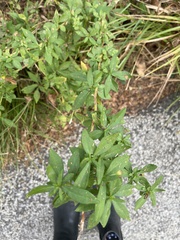Lysimachia terrestris
