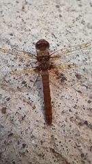Sympetrum