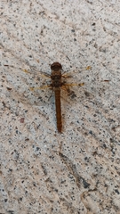Sympetrum